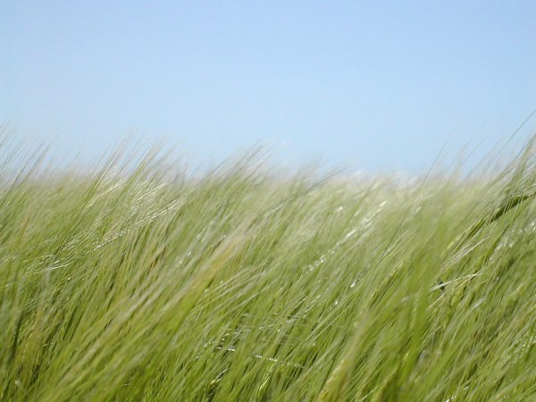 Изменение климата угрожает сельскому хозяйству Китая