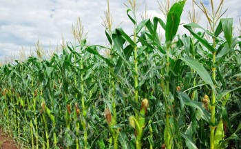 Бельмондо гибрид кукурузы Saatbau ФАО 210