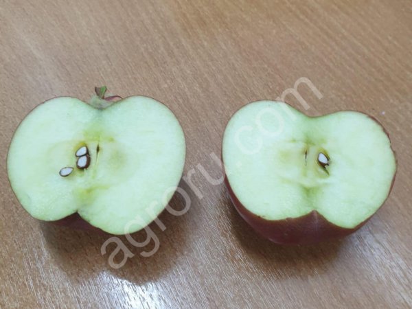 Яблоки оптом