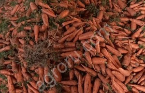 Морковь сорт оптом