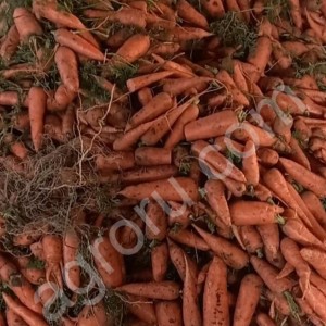 Морковь сорт оптом