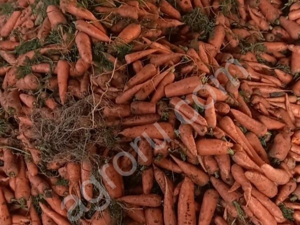 Морковь 2 сорт оптом