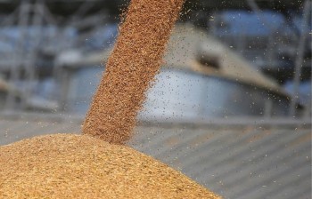 Пошлина как препятствие  - Краткий обзор зернового рынка