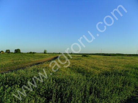 Россия может снизить импортные пошлины на соевое и рапсовое масло