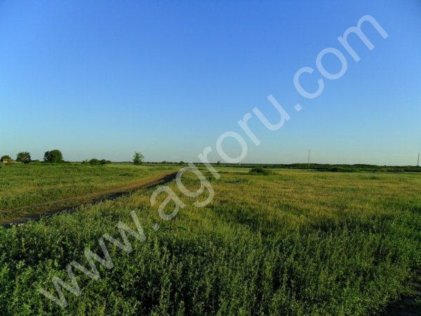 Россия может снизить импортные пошлины на соевое и рапсовое масло