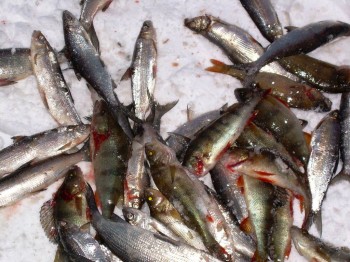 Уменьшился импорт рыбы