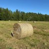 Сено луговое разнотравье