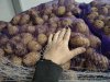 Картофель урожая 2026 года
