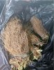Рассада Клубники