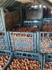 Фундук грузинский, сорт Анаклиури, новый урожай Кахетия, самовывоз