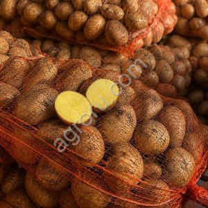 Картофель Галла, Коломбо 5+ оптом от 2 тонн Саратов