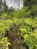 Бархат Амурский саженцы ЗКС пять лет