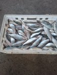 Рыба Пелядь