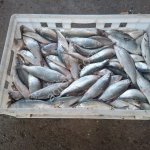 Рыба Пелядь
