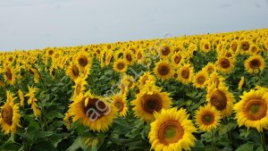 Семена подсолнечника Богучарец