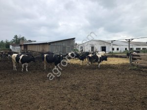 Нетели черно-пестрой и Голштинская породы