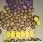 Картофель оптом из Беларуси, доставка в любой регион РФ, полный пакет документов, от 20 тонн, сорт Гала, калибр 5,5+, сетевой стандарт.