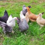 Куры несушки-молодки с доставкой