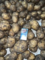 Картофель ОПТ Гала