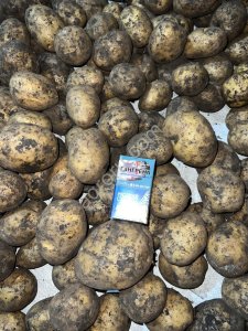 Картофель ОПТ Гала
