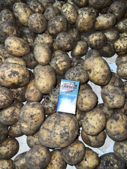 Картофель ОПТ Гала
