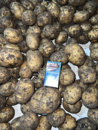 Картофель ОПТ Гала