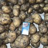 Картофель ОПТ Гала