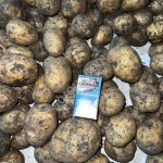 Картофель ОПТ Гала