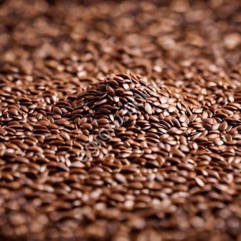 Лен масличный