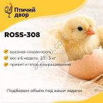 Цыплята Брoйлeры сyтoчные Росс-308