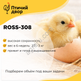 Цыплята Брoйлeры сyтoчные Росс-308