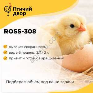 Цыплята Брoйлeры сyтoчные Росс-308