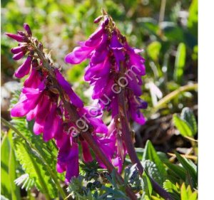 Красный корень. Семена с доставкой по России.