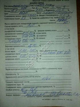Пшеница