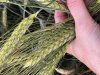 Семена озимой пшеницы твердой ОС/ЭС