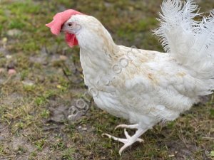 Куры несушки