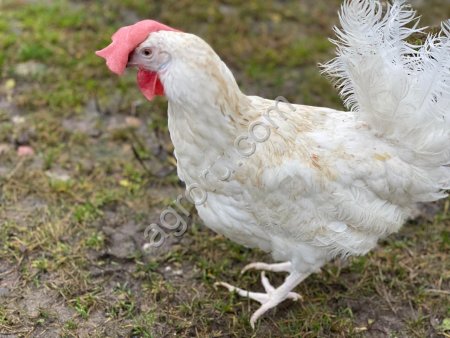 Куры несушки