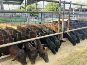 Телки Абердин-ангус