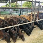 Телки Абердин-ангус