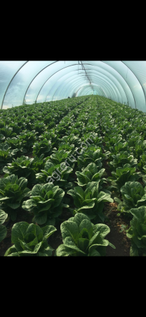 Салат Романо