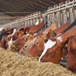 Животноводческий комплекс в Липецкой области