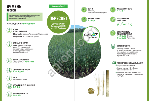 семена ячменя ярового сорта Пересвет (элита)