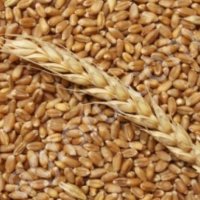 Пшеница фуражная.