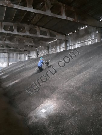 Рапс урожай 2021