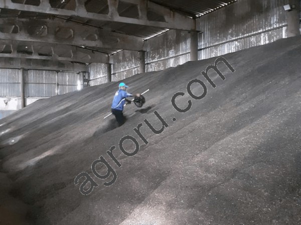 Рапс урожай 2021