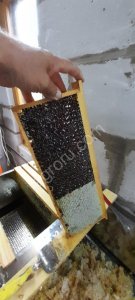 мед гречишный 2021года