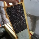 мед гречишный 2021года