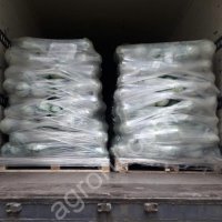 Капуста Белокочанная
