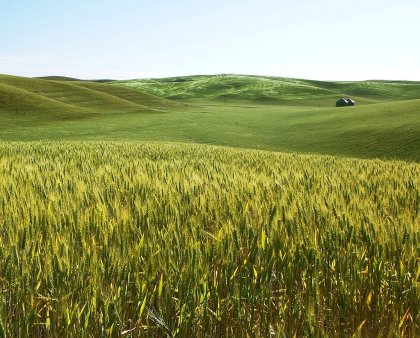 ABARE снижает прогноз урожая пшеницы в 2009/10 МГ в Австралии