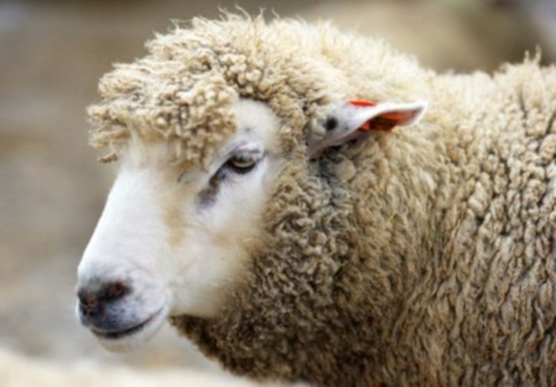 Дефицит овечьей шерсти
